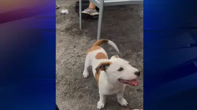 Owner pleads for baby pit bull’s return after pet was picked up off Miami street