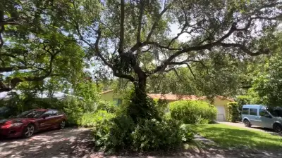 Cutting down trees to install sidewalks