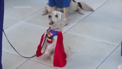 Some furry good boys and girls treated to advance screening of ‘Superman’ in Los Angeles