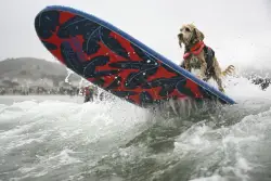 Who's the top dog? Wave-riding canines compete in the World Dog Surfing Championships