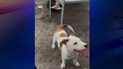 Owner pleads for baby pit bull’s return after pet was picked up off Miami street