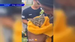 Kitten rescued from inside of car engine in Hollywood