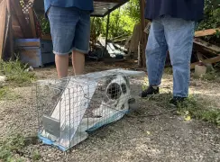 In the Texas flood zone, volunteers help reunite lost pets with their owners