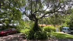 Cutting down trees to install sidewalks