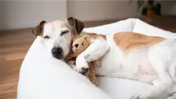 Splurge on your pet with these Prime Day pet deals